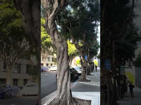 #nature #visualtingle #sanfrancisco