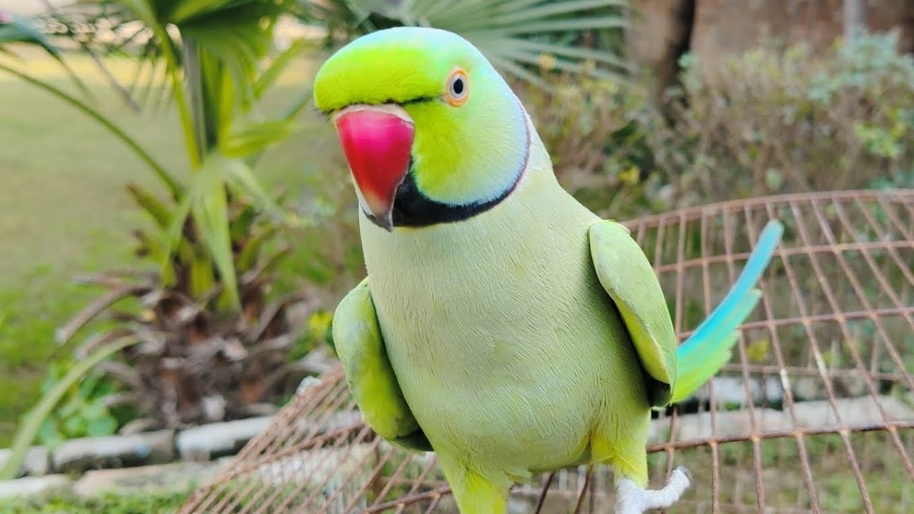 Mitthu Mitthu 🦜 Talking Parrot Video