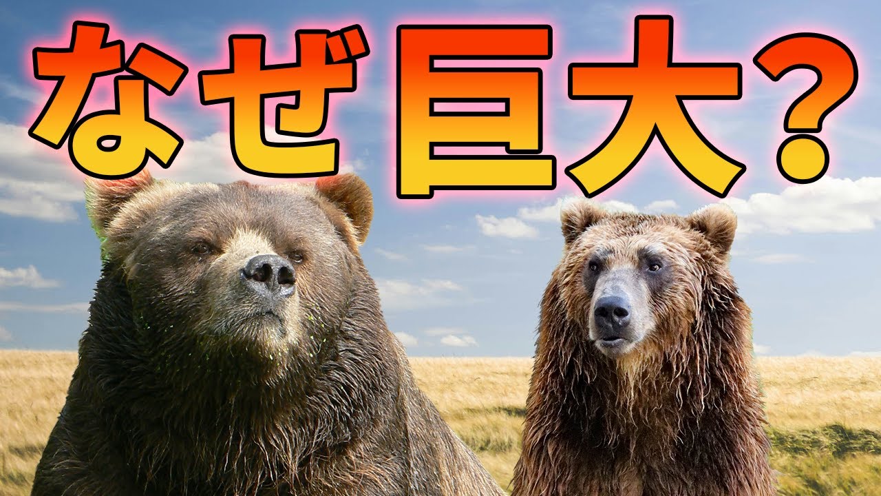 コディアック ヒグマ