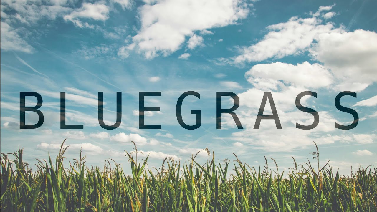 American Roots Laid Bare