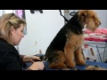 HOW TO DO A WELSH TERRIER (CLIPPED)