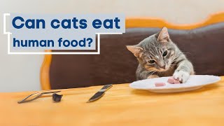 Can cats eat human food? Essential Nutrition Guide! by Cats Globe 75 views 1 month ago 1 minute, 49 seconds