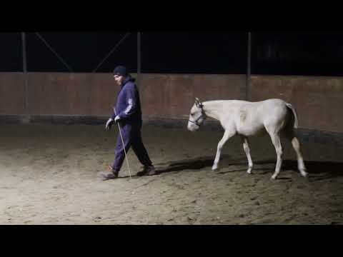 Addestramento Cavalli - PassionHorse