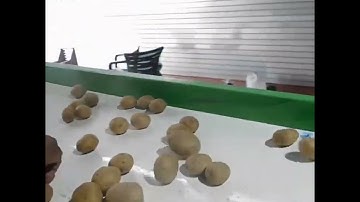 Efficient Potato Grader Machine | Shree Maruti Nandan Tube - Precision in Sorting