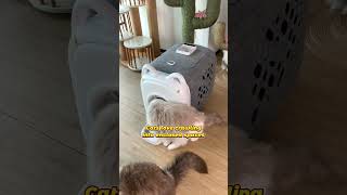 Why You Need to Brush Your Cat 🐱 (Hairballs Aren’t Cute) #autocomb #cat #pawswing #amazonfinds