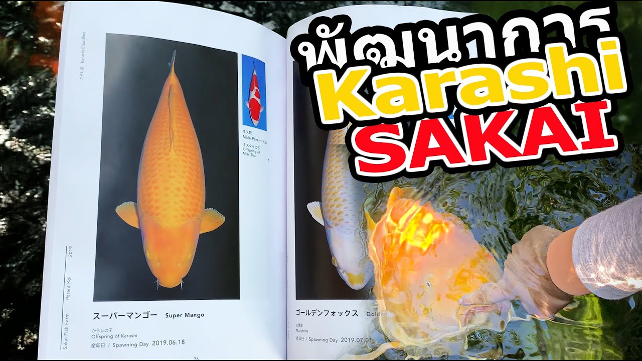 พัฒนาการ Karashi Sakai