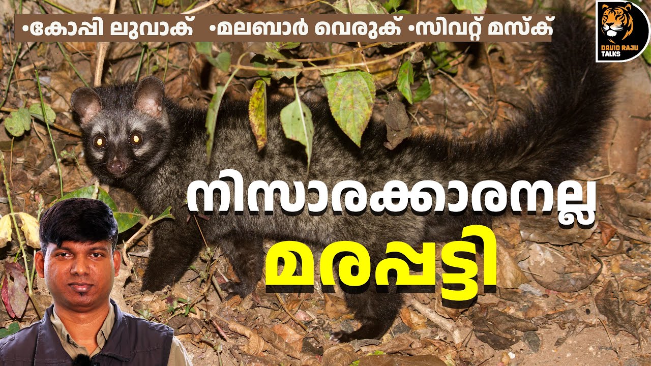 വെരുകിന്റെ കാഷ്ഠത്തിന്റെ വിലയറിയാമോ? Civets of India #davidrajutalks #wildlife