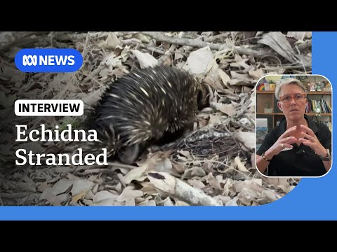 Locals appeal to Bindi and Robert Irwin to save animals on Bribie Island | ABC NEWS Episode cover