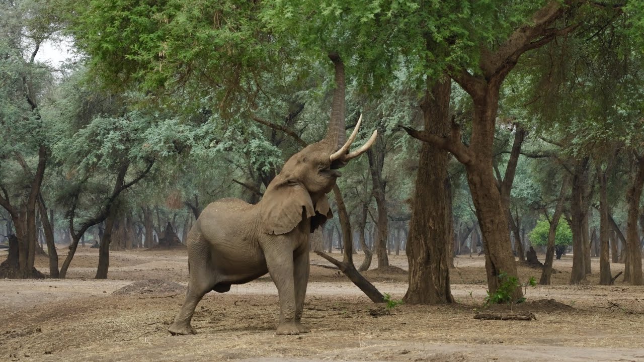 Giant Trees in Magical Forest Dwarf Elephant