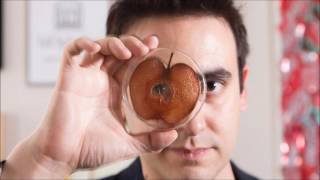 This scientist makes ears out of apples