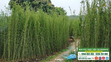 Bán CÂY TRÚC QUÂN TỬ thân to mập đẹp