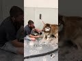 Toilettage d’une Husky un peu difficile 🐶!