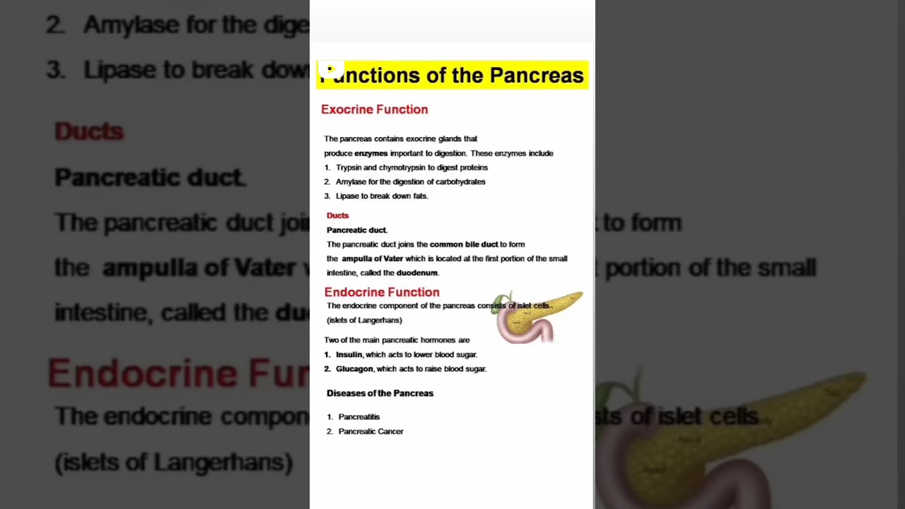 functions of the pancreas