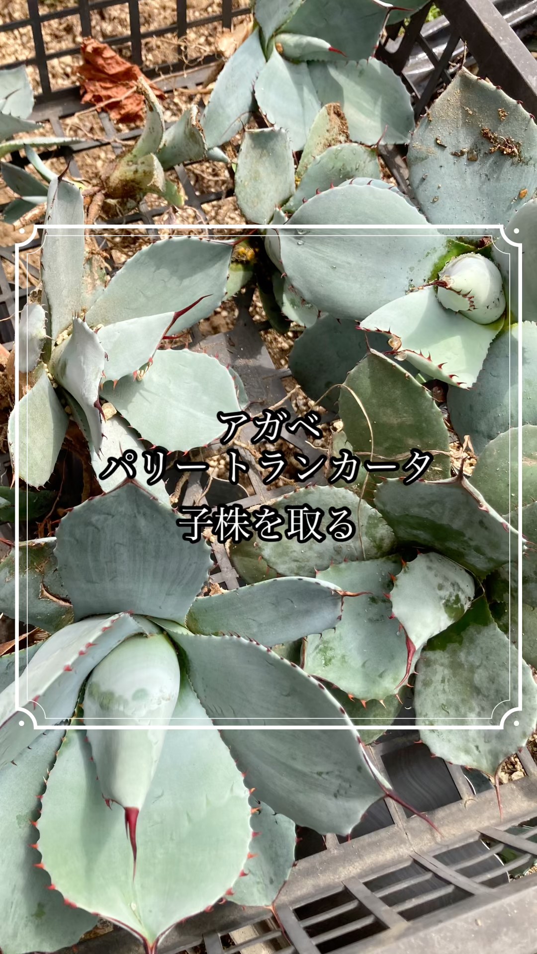 子株外し】トランカータを引っこ抜く【地植えアガベ】 #agave #アガベ