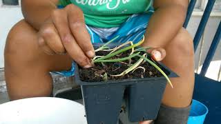 Propagating bunching onions the easy way | No skill needed!!!