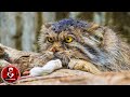 ¡MANUL! EL GATO SALVAJE MAS ANTIGUO Y RARO DEL PLANETA...