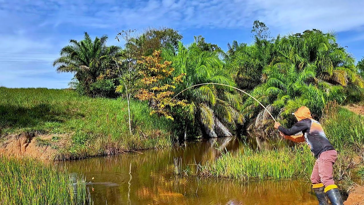 LAGOA INFESTADA DE TRAÍRA GIGANTE , PESCARIA DE TRAÍRA COM VARA DE BAMBU./PESCARIA CAIPIRA.