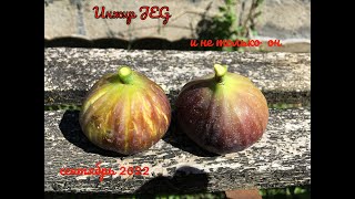 : Figs. .   Black Jack, JEG, Noire de Caromb, Violette de Sollies, Saint Trani ( F.L)