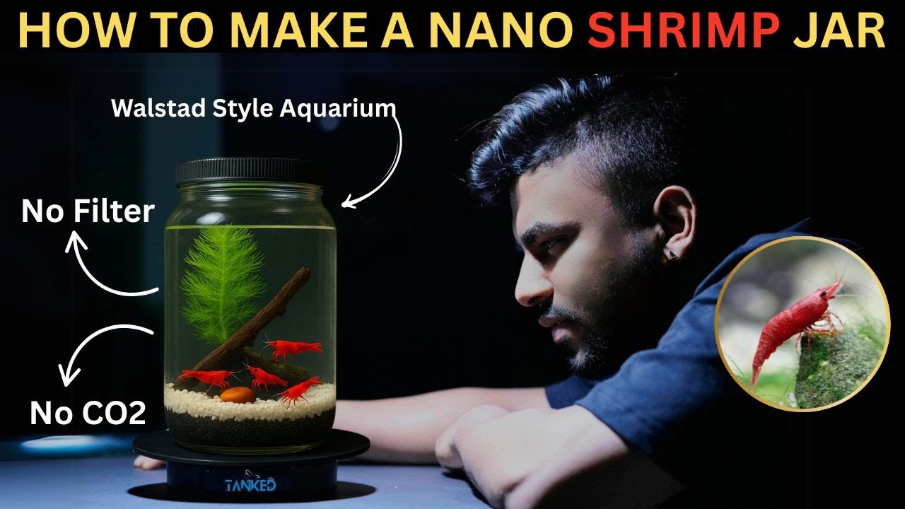 DIY Shrimp Tank from a Kitchen Jar? | Watch This Transformation | TANKED IND | @tanked_ind