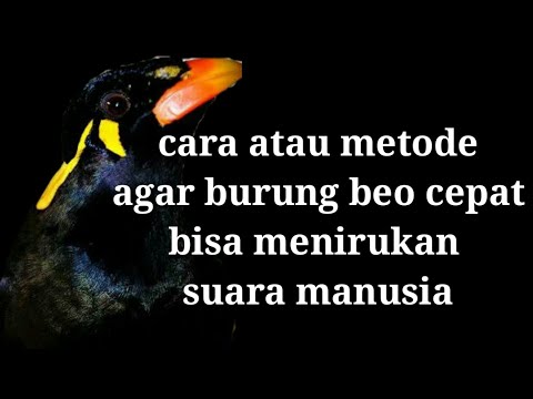 Video: Cara Cepat Mengajari Burung Beo Berbicara