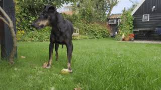 Chester the Manchester Terrier vs an apple, 10 years later by Chester & Valta 387 views 2 years ago 2 minutes, 38 seconds