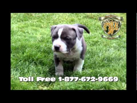 american pitbull terrier puppies for sale uk razors edge blue nose pit bulls bullies for sale puppies in el american pitbull terrier puppies for sale uk razors edge blue nose pit bulls bullies for sale puppies in el