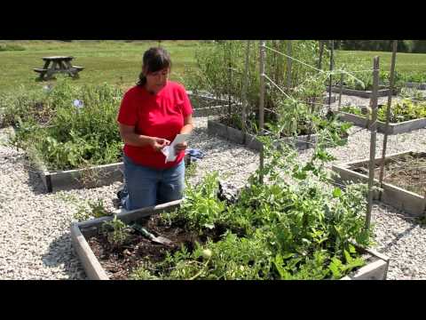 How to Plant Peppers & Melons : Growing Melons