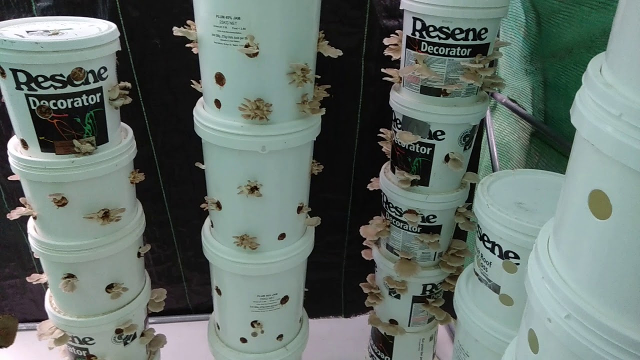 Buckets system oyster mushroom grow part 3 YouTube