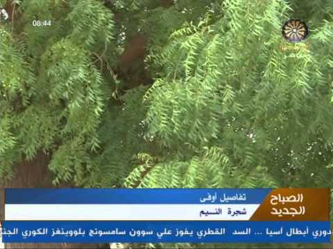 النيم السعودية شجرة في شجرة النيم