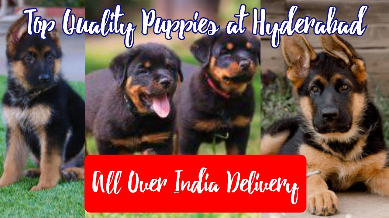 Hyderabad dog Market Dog sale in Hyderabad from Breeder Directly All Over India Delivery 🚚