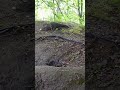 Check out “Alaska Trail Camera” ( on YouTube) #alaska #wildlife