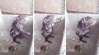 крыса моется в ванной :Bizarre Rat Washes Itself Like Human