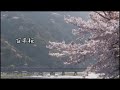 百年桜/二葉百合子 舞子・歌