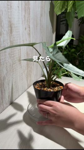 観葉植物につく虫には🤏🤏