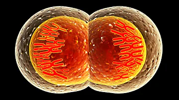 ¿Cuáles son las principales características de la meiosis?