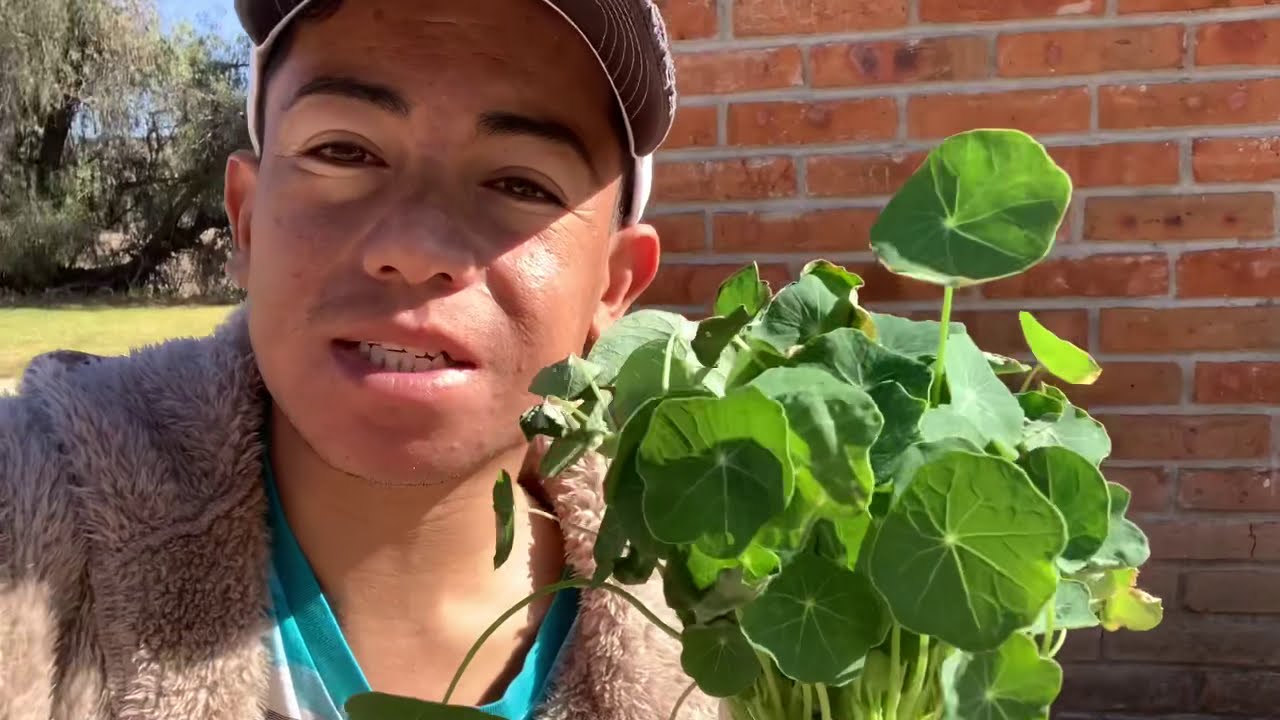 MASTUERZOS EN TUS PLANTAS // TÚ MEJOR DECISIÓN//