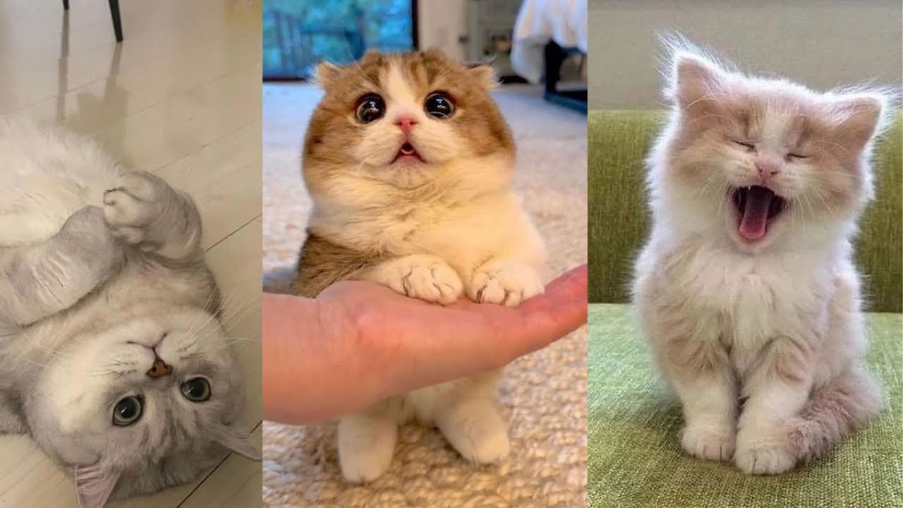 Cute Cats video compilation | Funny Cat Videos #cutecat #funnycat # ...