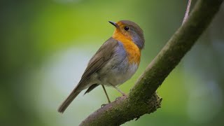 Revolutionizing Bird Migration Tracking with AI