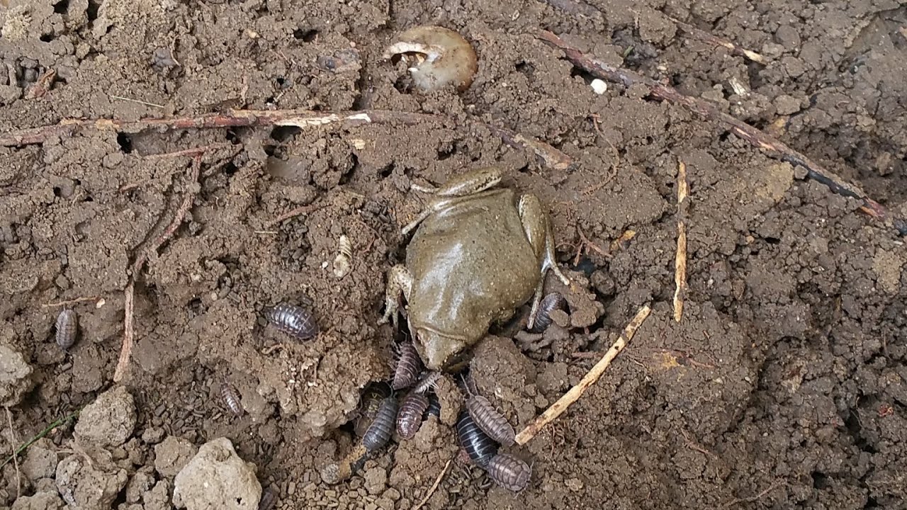 Great Plains Narrow-Mouthed Frog (Gastrophryne olivacea) - YouTube