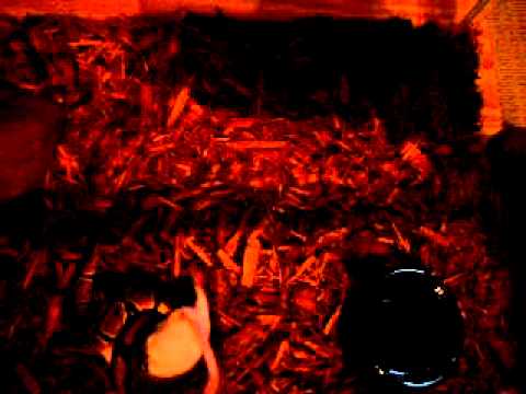 Hatchling Ball Python Eating