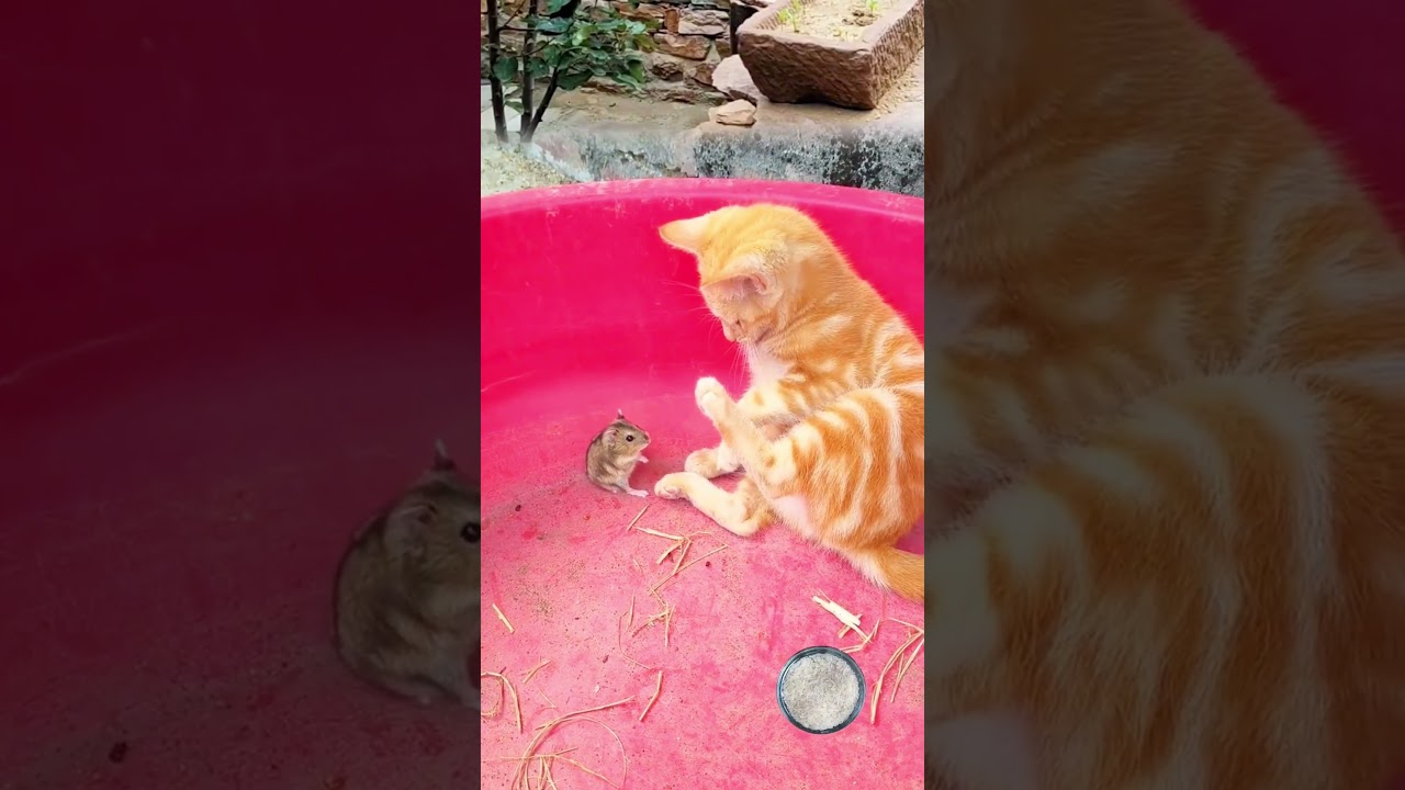 Смешное видео с VFX монтажом 😮😁 #33 #shorts #funny #trending #vfx