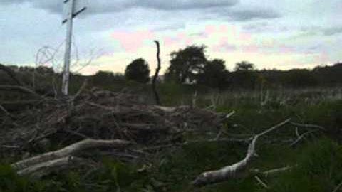 Twisted Illusion - Powerful & Cunning Video