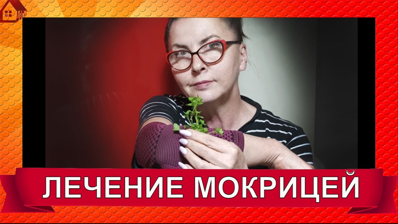 Лечение мокрицей *(Мокрица, Звездчатка) Как применять/Компресс себе как ...