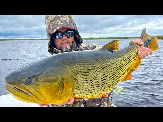 IBERA: The Marsh of Gold - Fly Fishing for Golden Dorado in Argentina 