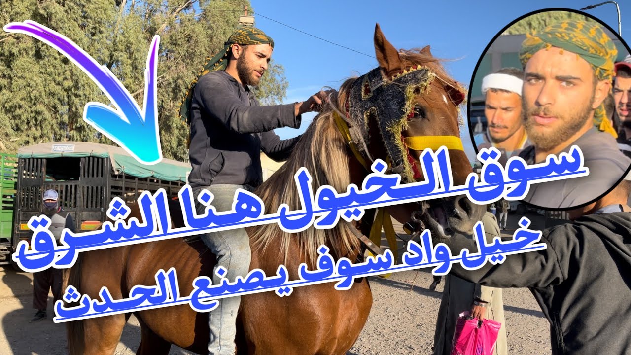 خيل واد سوف يصنع الحدث من سوق البويرة للخيول ا بالأوراق ا خيول جزائرية للبيع هنا الشرق ♥️