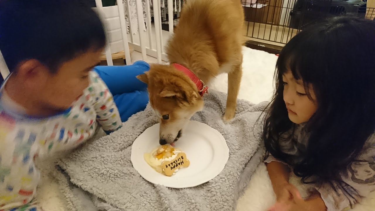 ハッピーバースデー だん君 保護犬だん君１歳の誕生日 ケーキでお祝い 食べてくれるかな Youtube