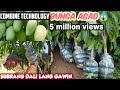 Mango roots attaching harvest cut  planting the combined technology by gha agri tvtutorial tips