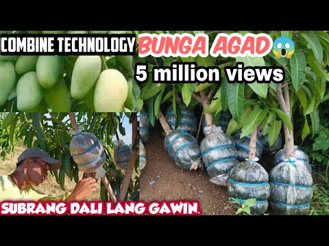 Video: Greenhouse Fruit Tree Growing – Maaari Ka Bang Magtanim ng Mga Puno Sa Isang Greenhouse