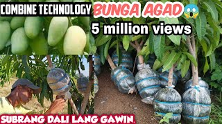 MANGO ROOTS ATTACHING, HARVEST cut \& PLANTING, THE COMBINED TECHNOLOGY BY GHA AGRI TV+TUTORIAL \&TIPS