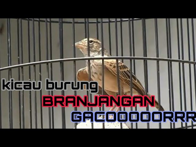 kicau burung branjangan #kicau#kicaumania #kicaumaniaindonesia #kicaumanianusantara #branjangangacor class=